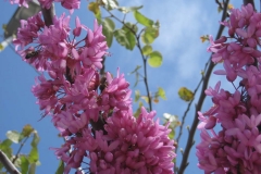 Leguminosae. Acacia
