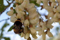 Leguminosae. Acacia