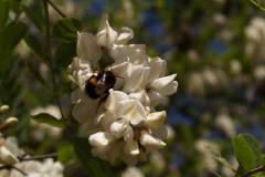 Leguminosae. Acacia