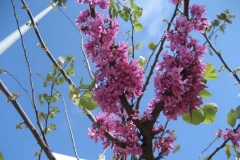Leguminosae. Acacia