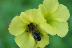 Oxalidaceae. Acedera. Agret. Oxalis pes caprae