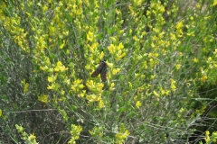 Leguminosae. Albaida. Anthyllis cytisoides