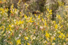 Leguminosae. Albaida. Anthyllis cytisoides