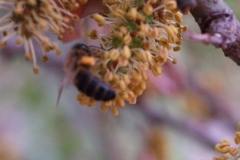 Leguminosae. Algarrobo. Garrofer. Ceratonia siliqua