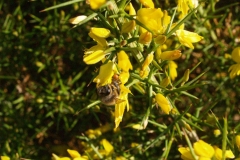 Leguminosae. Aliaga. Argelaga. Ulex parviflorus