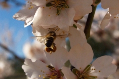 Rosaceae. Almendro. Ametler. Prunus dulcis