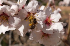 Rosaceae. Almendro. Ametler. Prunus dulcis