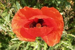 Papaveraceae. Amapola. Papaver rhoeas