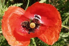 Papaveraceae. Amapola. Papaver rhoeas