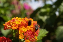 Verbenaceae. Baderita. Lantana cámara