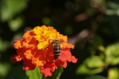 Verbenaceae. Baderita. Lantana cámara