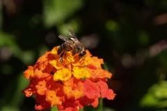 Verbenaceae. Baderita. Lantana cámara