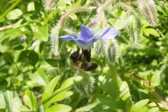 Boraginaceae. Borraja. Borago officinalis