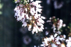 Ericaceae. Brezo. Bruc. Petorret o Cepell. Erica multiflora