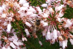 Ericaceae. Brezo. Bruc. Petorret o Cepell. Erica multiflora