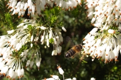 Ericaceae. Brezo. Bruc. Petorret o Cepell. Erica multiflora