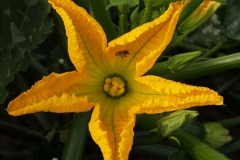 Cucurbitaceae. Calabacin. Curcubita pepo