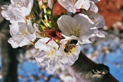 Rosaceae. Cerezo- Cirerer. Prunus cerasus