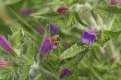Boraginaceae. Chupamiel. Equium