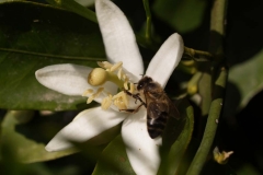 Rutaceae. Cítricos. Citrus