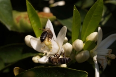 Rutaceae. Cítricos. Citrus
