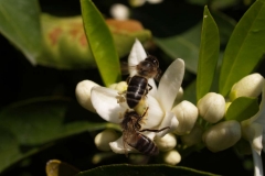 Rutaceae. Cítricos. Citrus