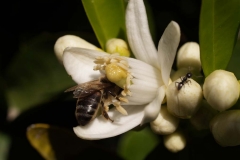 Rutaceae. Cítricos. Citrus