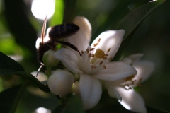 Rutaceae. Cítricos. Citrus