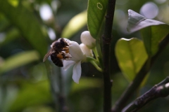 Rutaceae. Cítricos. Citrus