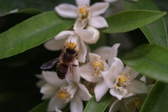 Rutaceae. Cítricos. Citrus