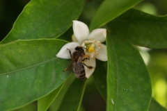 Rutaceae. Cítricos. Citrus