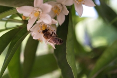 Rutaceae. Cítricos. Citrus