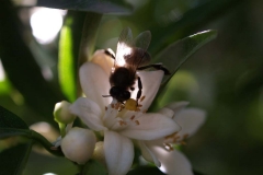 Rutaceae. Cítricos. Citrus