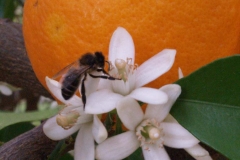 Rutaceae. Cítricos. Citrus