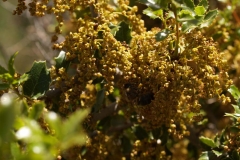 Fagaceae. Coscoja. Quercus coccifera