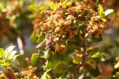 Fagaceae. Coscoja. Quercus coccifera