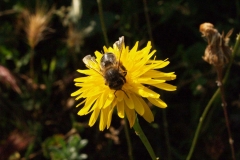 Araliaceae. Diente de león. Taraxacum vulgare