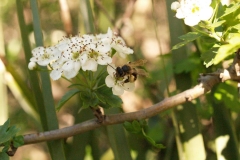Rosaceae. Espino blanco. Crataegus monogyna