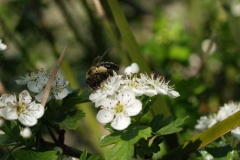 Rosaceae. Espino blanco. Crataegus monogyna
