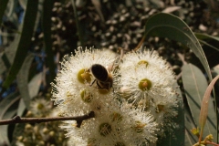 Myrtaceae. Eucalipto. Eucalyptus