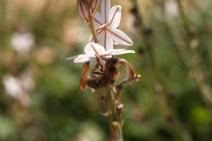 Xhanthomhoeaceae. Gamón. Gamó. Asfodelus