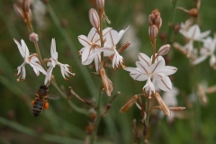Xhanthomhoeaceae. Gamón. Gamó. Asfodelus