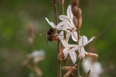 Xhanthomhoeaceae. Gamón. Gamó. Asfodelus