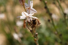 Xhanthomhoeaceae. Gamón. Gamó. Asfodelus