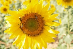 Araliaceae. Girasol. Helianthus annus