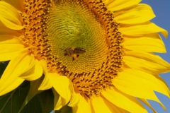 Araliaceae. Girasol. Helianthus annus