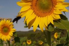 Araliaceae. Girasol. Helianthus annus