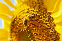 Araliaceae. Girasol. Helianthus annus