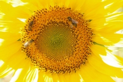 Araliaceae. Girasol. Helianthus annus