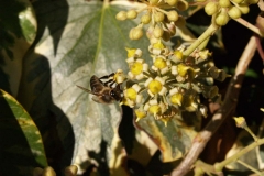 Araliaceae. Hiedra. Hedera